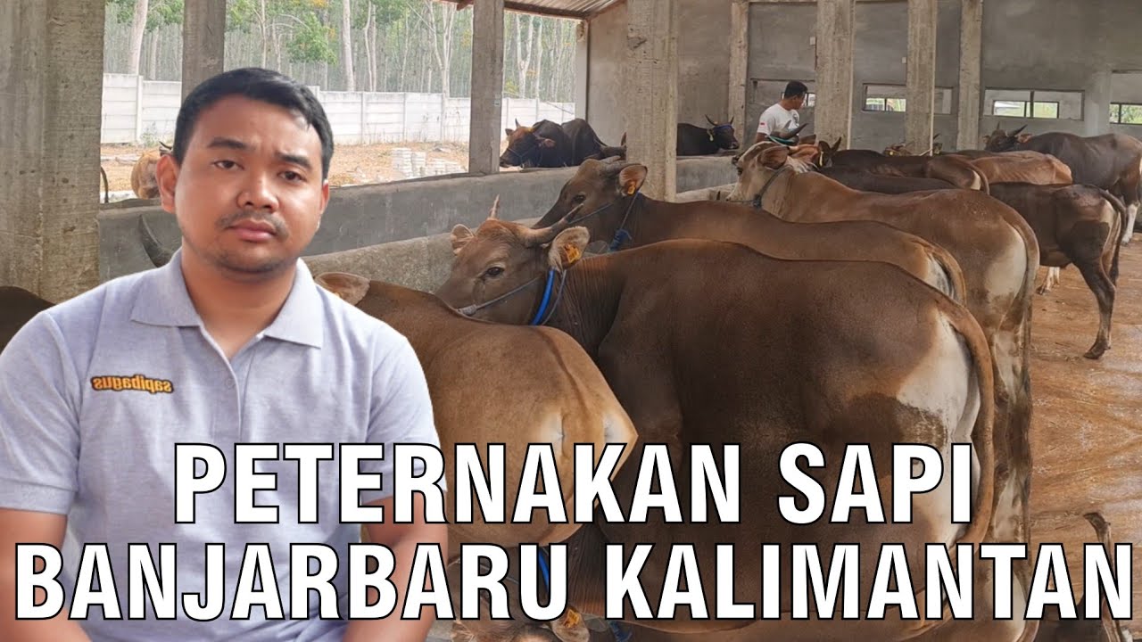 
                                 Peternak-Sapi-Banjarbaru-Kalimantan